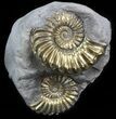 Pyritized Pleuroceras Ammonite Cluster - Germany #42760-1